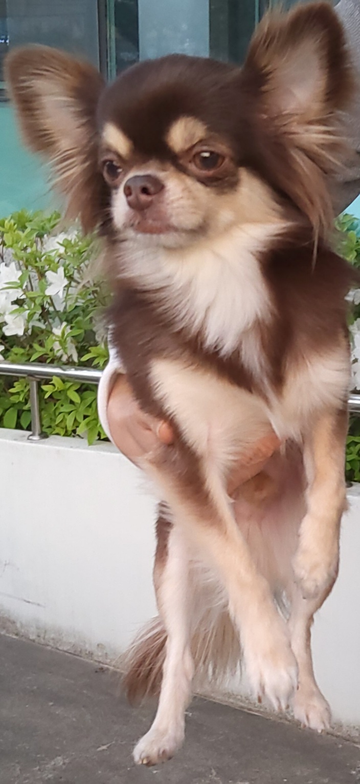 목포시유기동물보호소_446480202500385