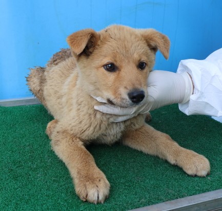 제주 동물보호센터_450650202500941
