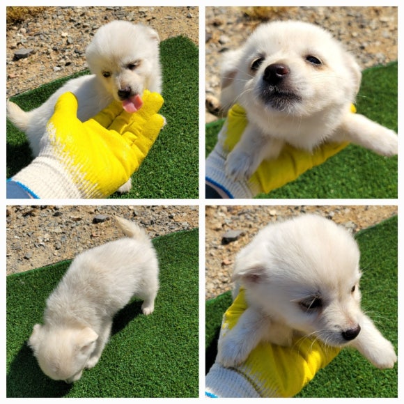 무안군유기동물보호소_446495202500133