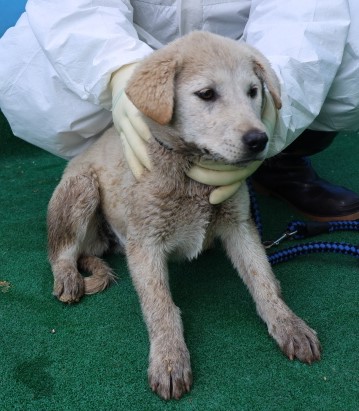 제주 동물보호센터_450650202500940