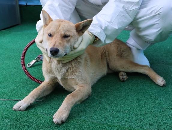 제주 동물보호센터_450650202500943