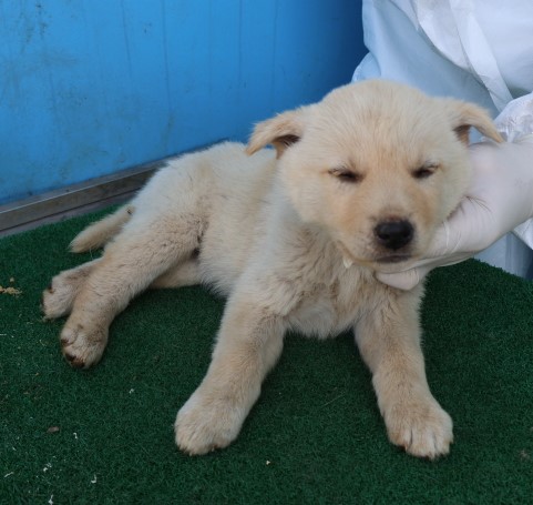 제주 동물보호센터_450650202500948