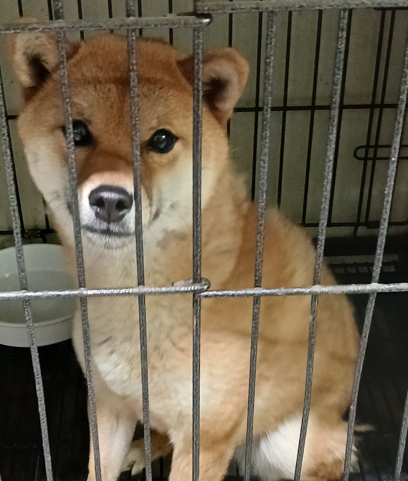 대구유기동물보호센터_427342202500380