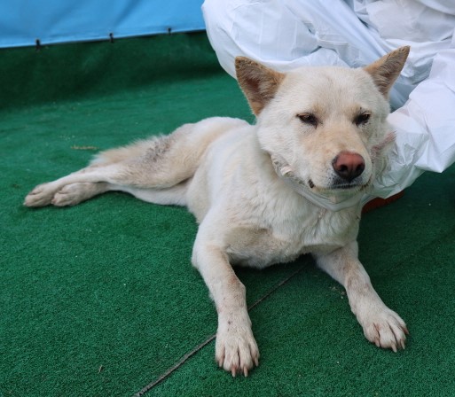 제주 동물보호센터_450650202500942