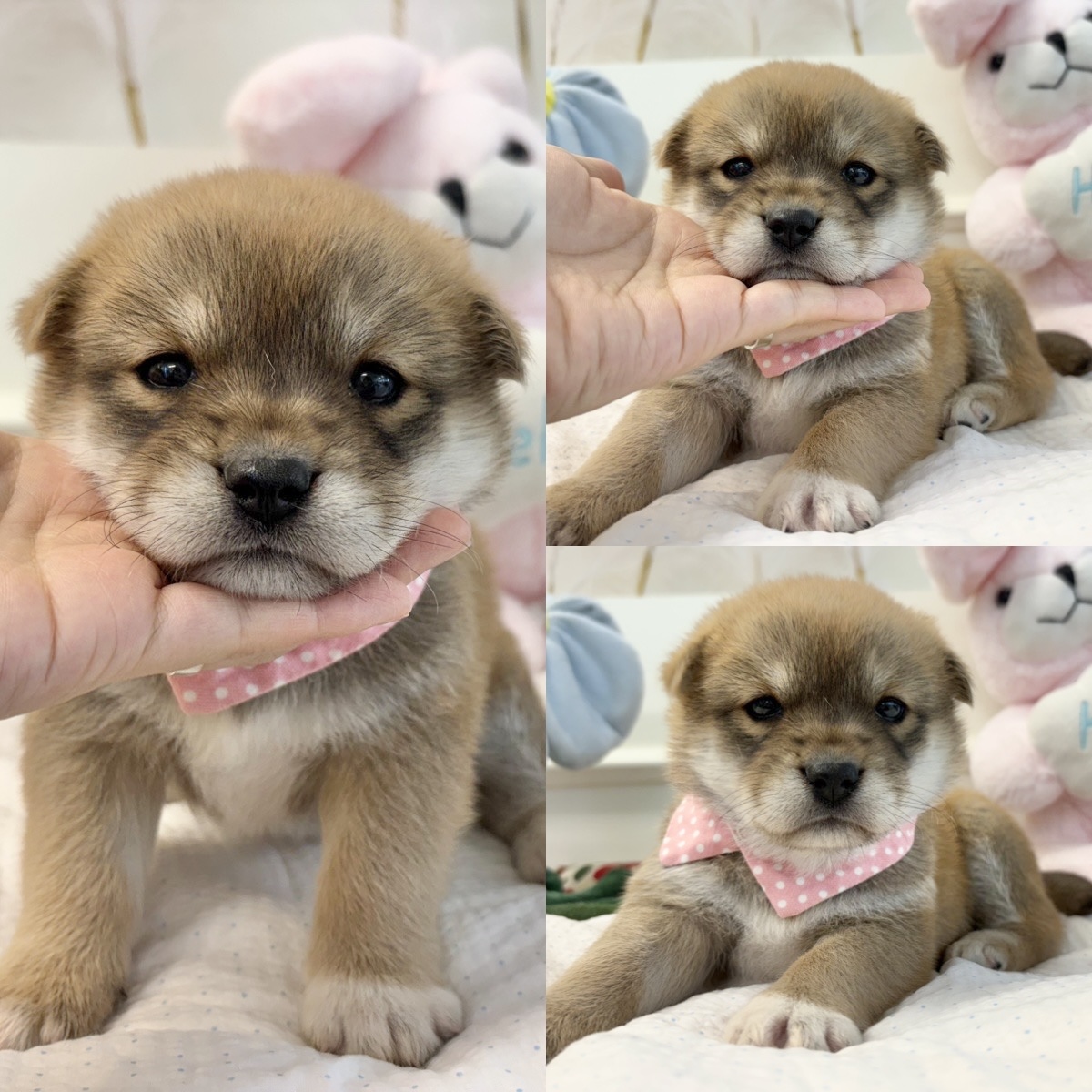 경주동물사랑보호센터_447505202500386