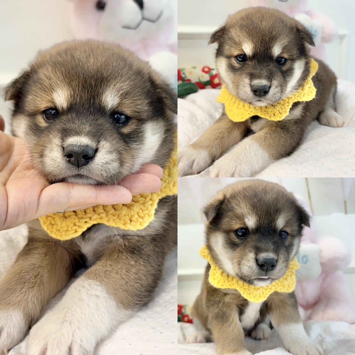 경주동물사랑보호센터_447505202500385