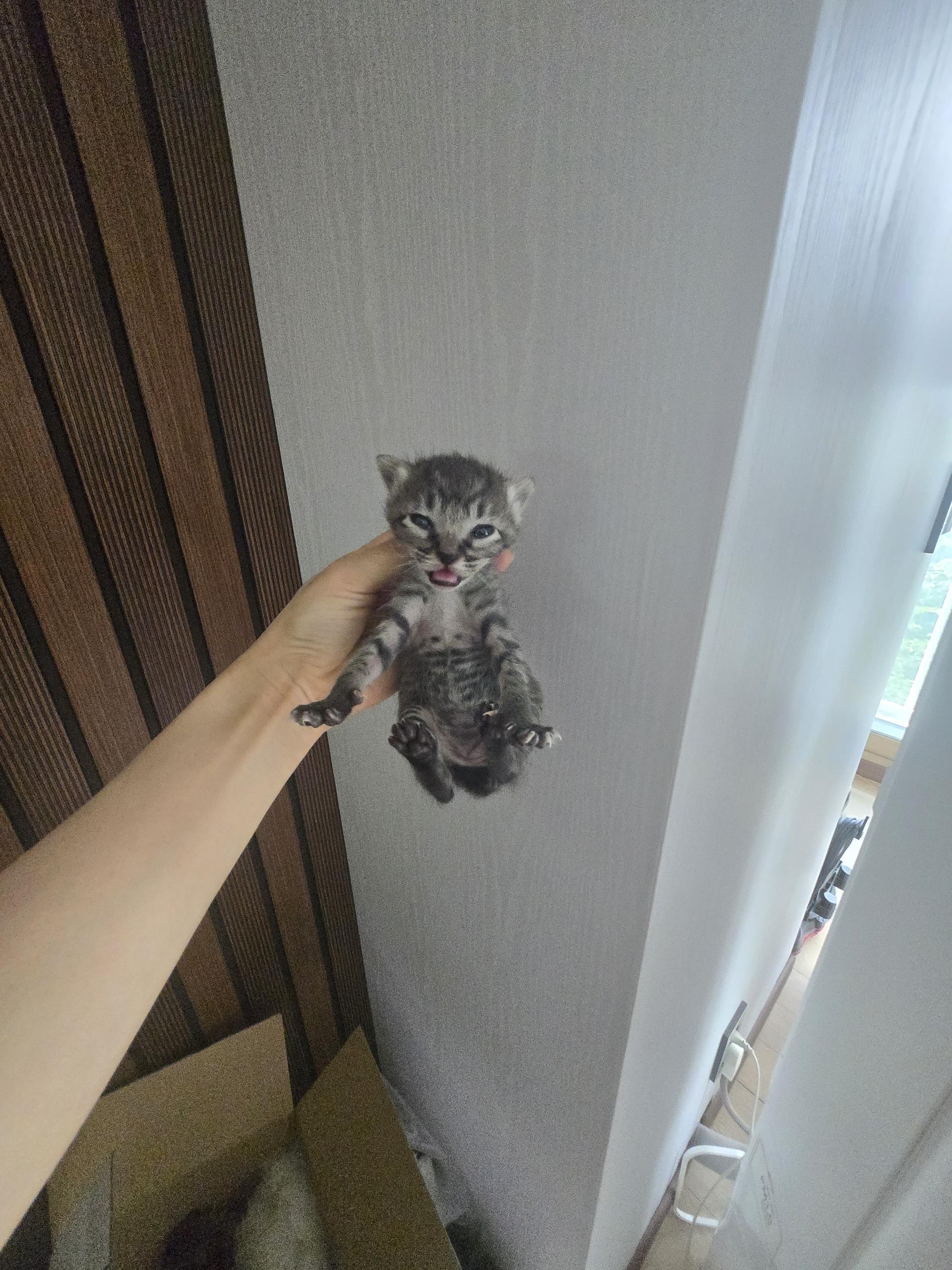 (사)하얀비둘기_426334202500060