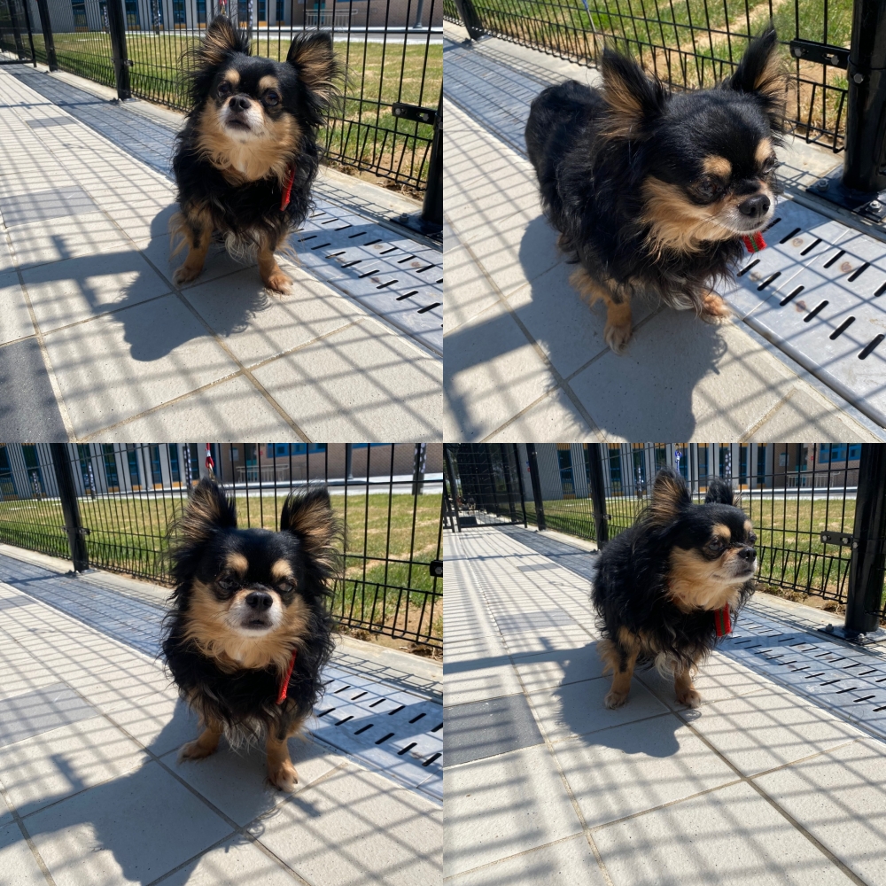 구미시 동물보호센터_447508202500693