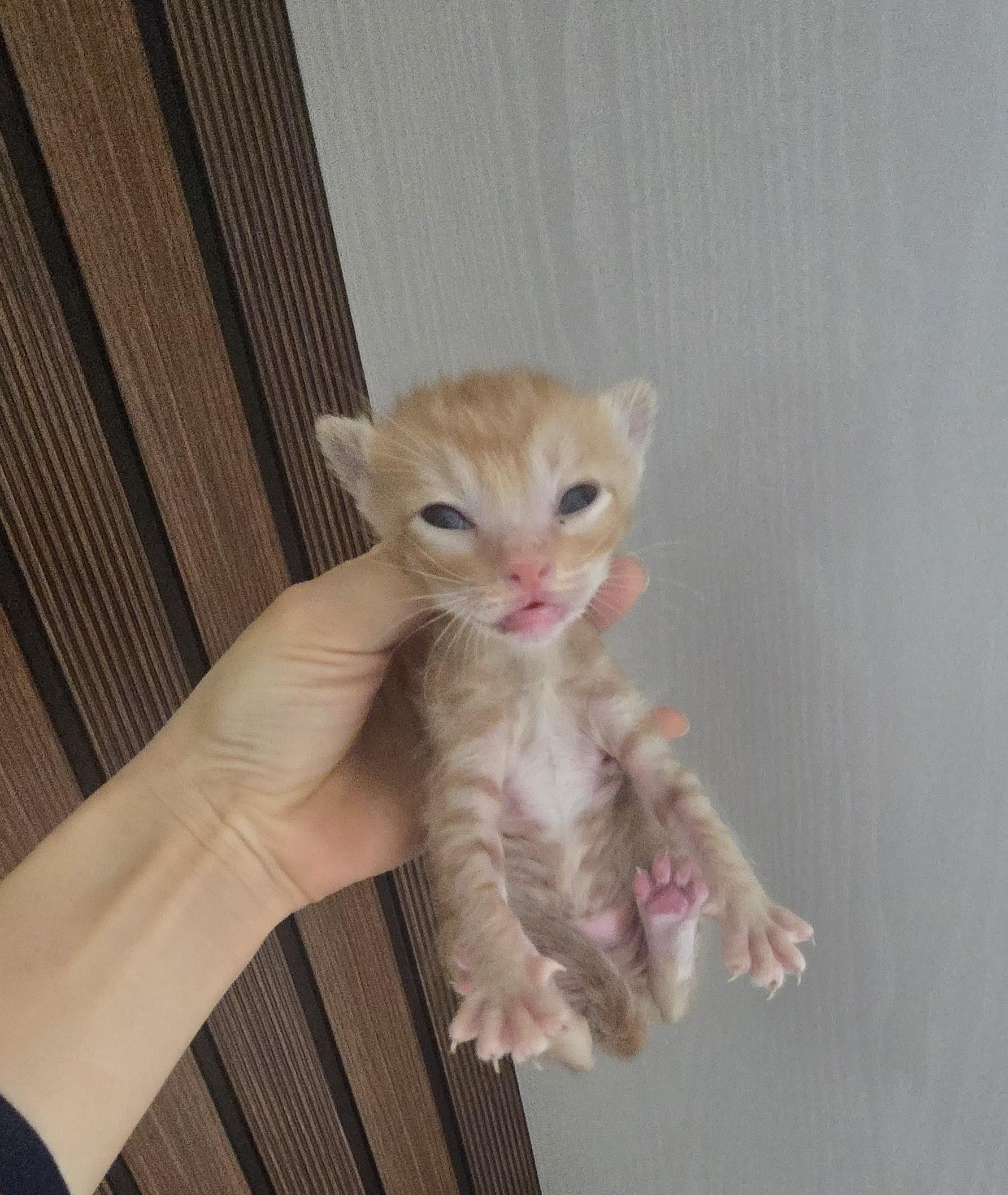 (사)하얀비둘기_426334202500057