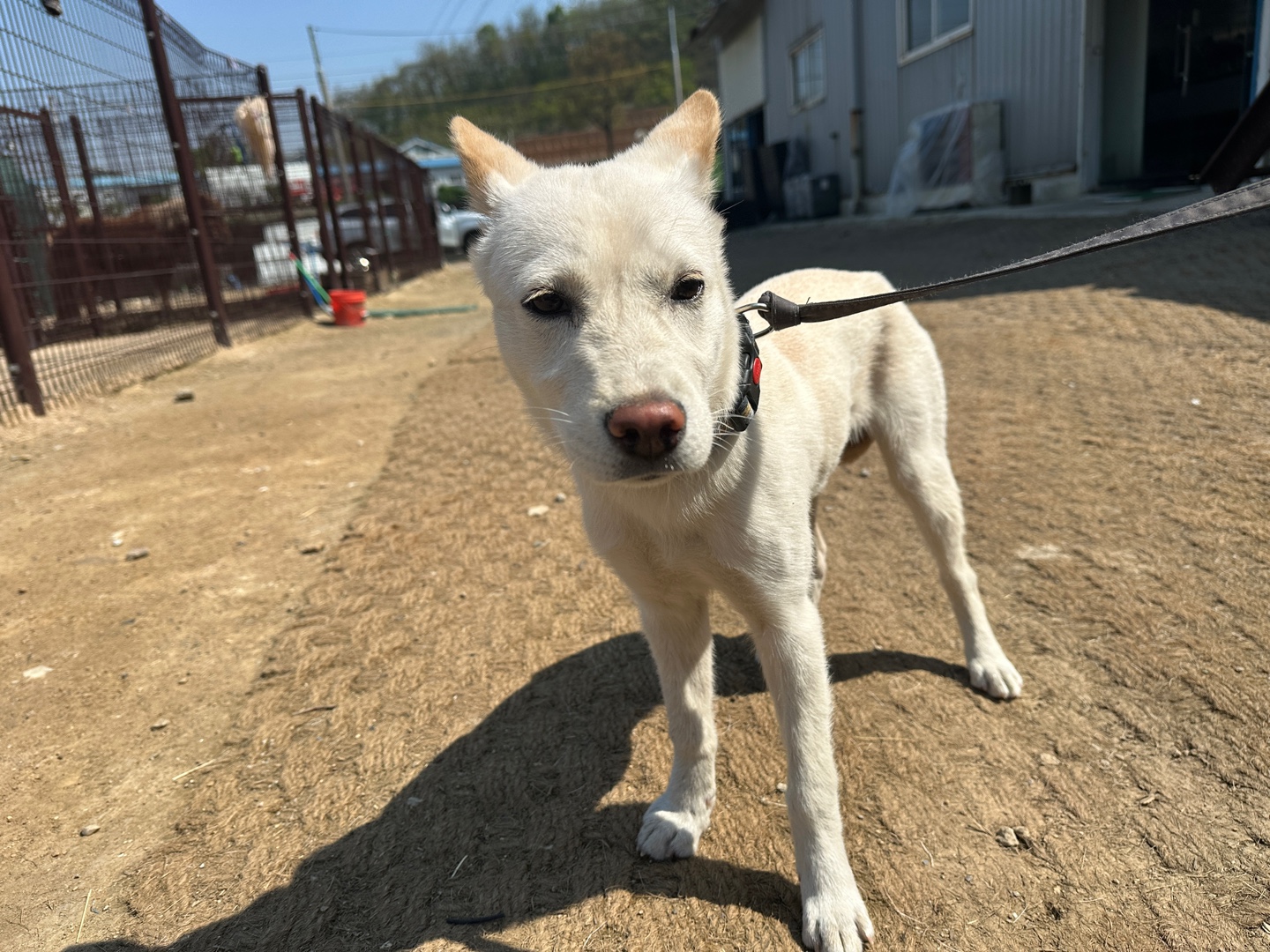 한국야생동물보호협회_441402202500308