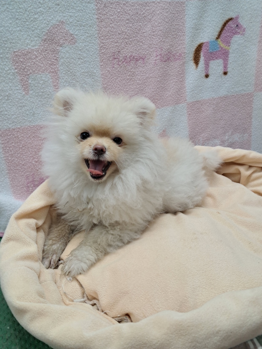 강남동물병원_431370202500235