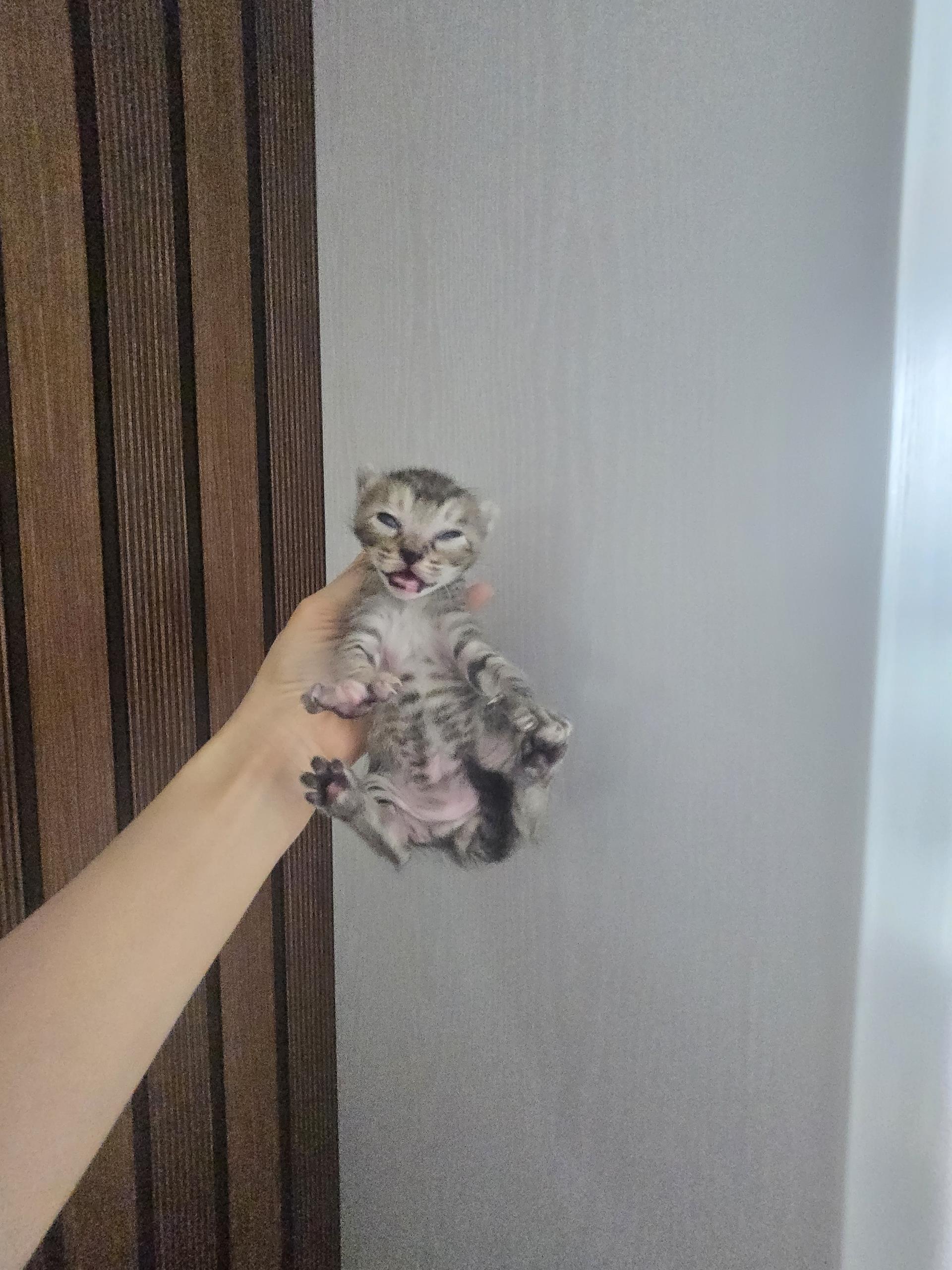(사)하얀비둘기_426334202500061