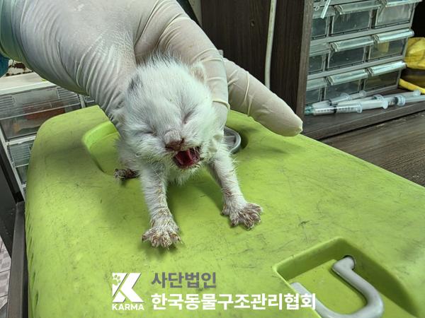 한국동물구조관리협회_441409202500614