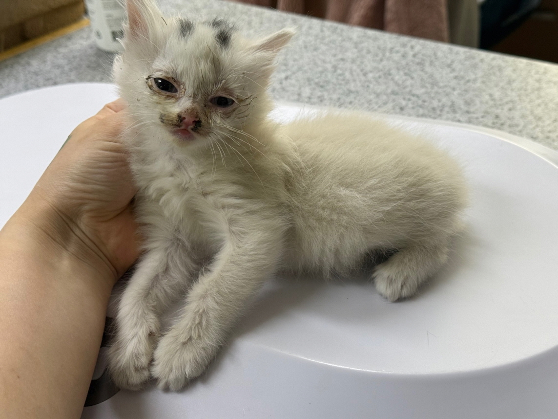 광주동물보호센터_429361202500174