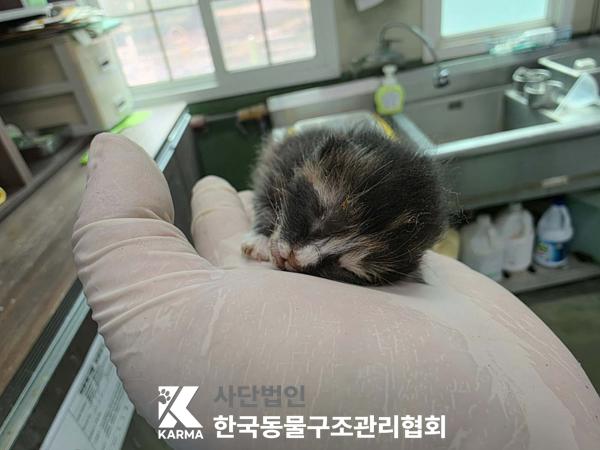 한국동물구조관리협회_441409202500616