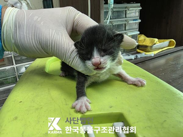 한국동물구조관리협회_441398202500235