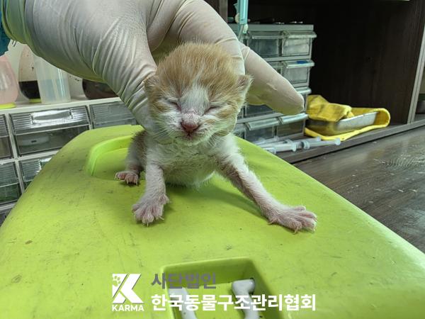 한국동물구조관리협회_441398202500236