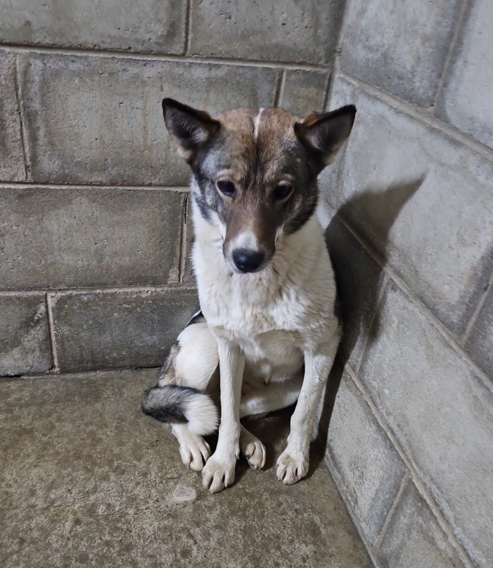 군산유기동물보호센터_445467202500677