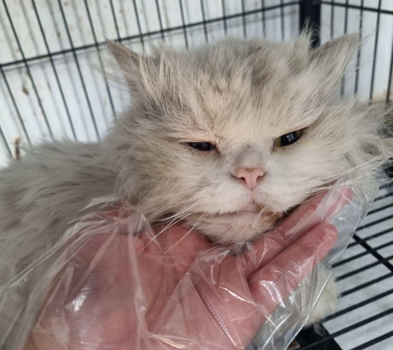 반려동물보호센터_443571202501689