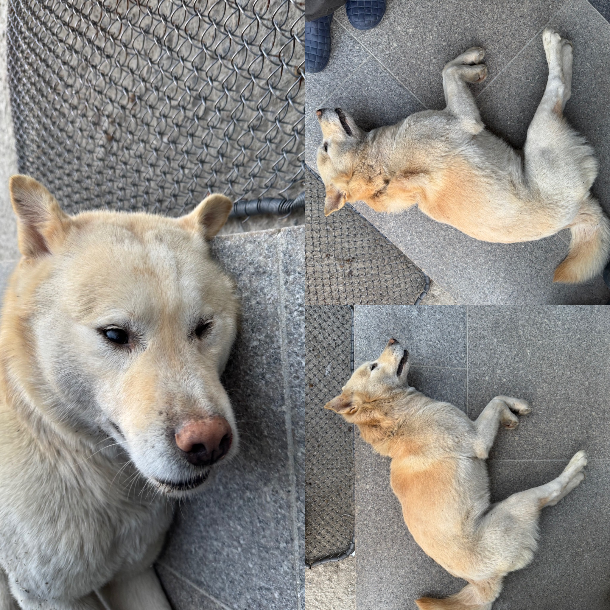 당진시동물보호소_444568202500237