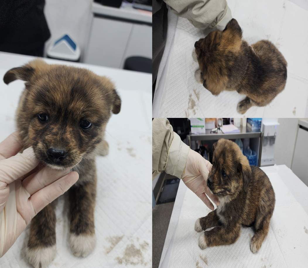 서산시 동물보호센터_444453202500629