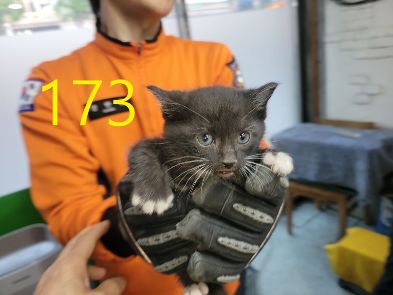 보호중 한국 고양이…