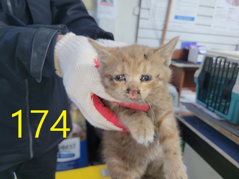 신영재동물병원_428355202500247