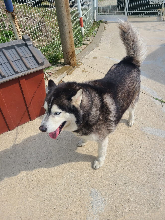 속초시유기동물보호소_442423202500148