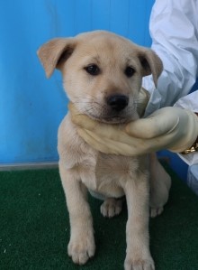 제주 동물보호센터_450650202500962