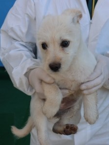 제주 동물보호센터_450650202500956