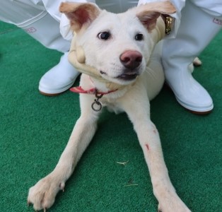 제주 동물보호센터_450650202500959