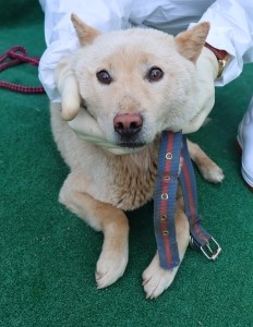 제주 동물보호센터_450650202500955
