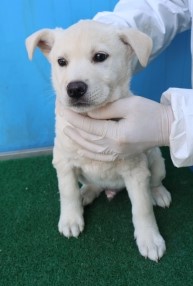 제주 동물보호센터_450650202500960