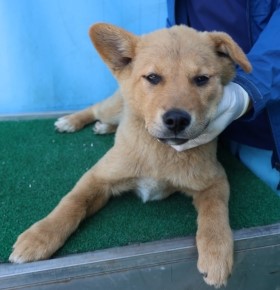 제주 동물보호센터_450650202500953
