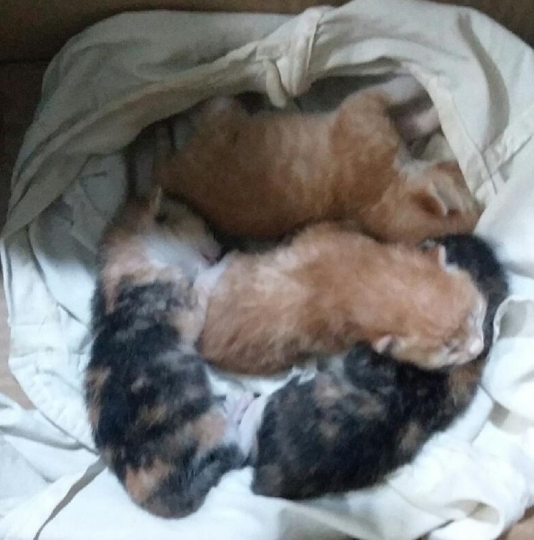 대구유기동물보호센터_427342202500382
