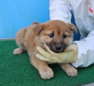 제주 동물보호센터_450650202500966