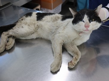 제주 동물보호센터_450650202500971
