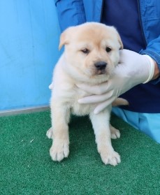 제주 동물보호센터_450650202500967