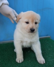제주 동물보호센터_450650202500968