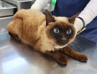 제주 동물보호센터_450650202500970