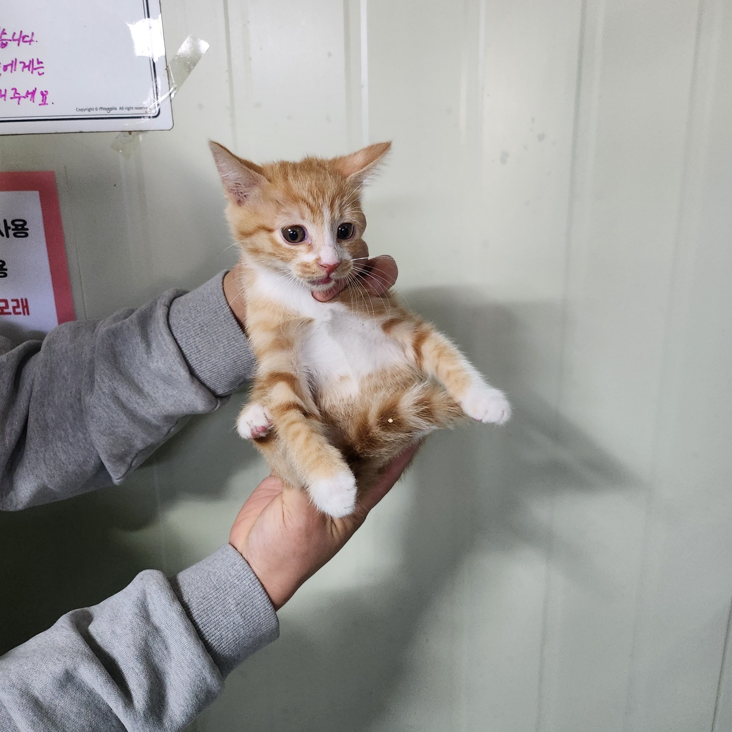 부산동물보호센터_426332202500144