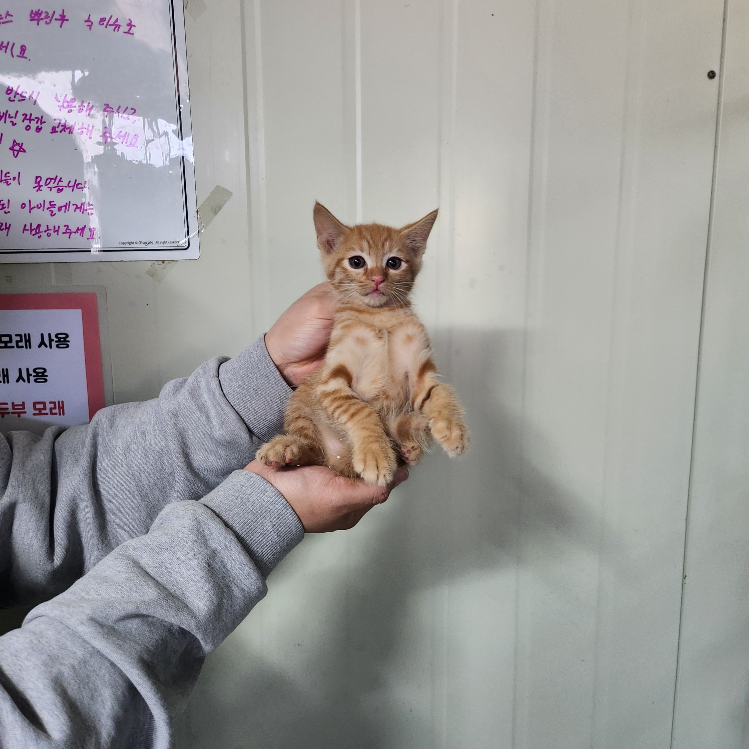 부산동물보호센터_426332202500146