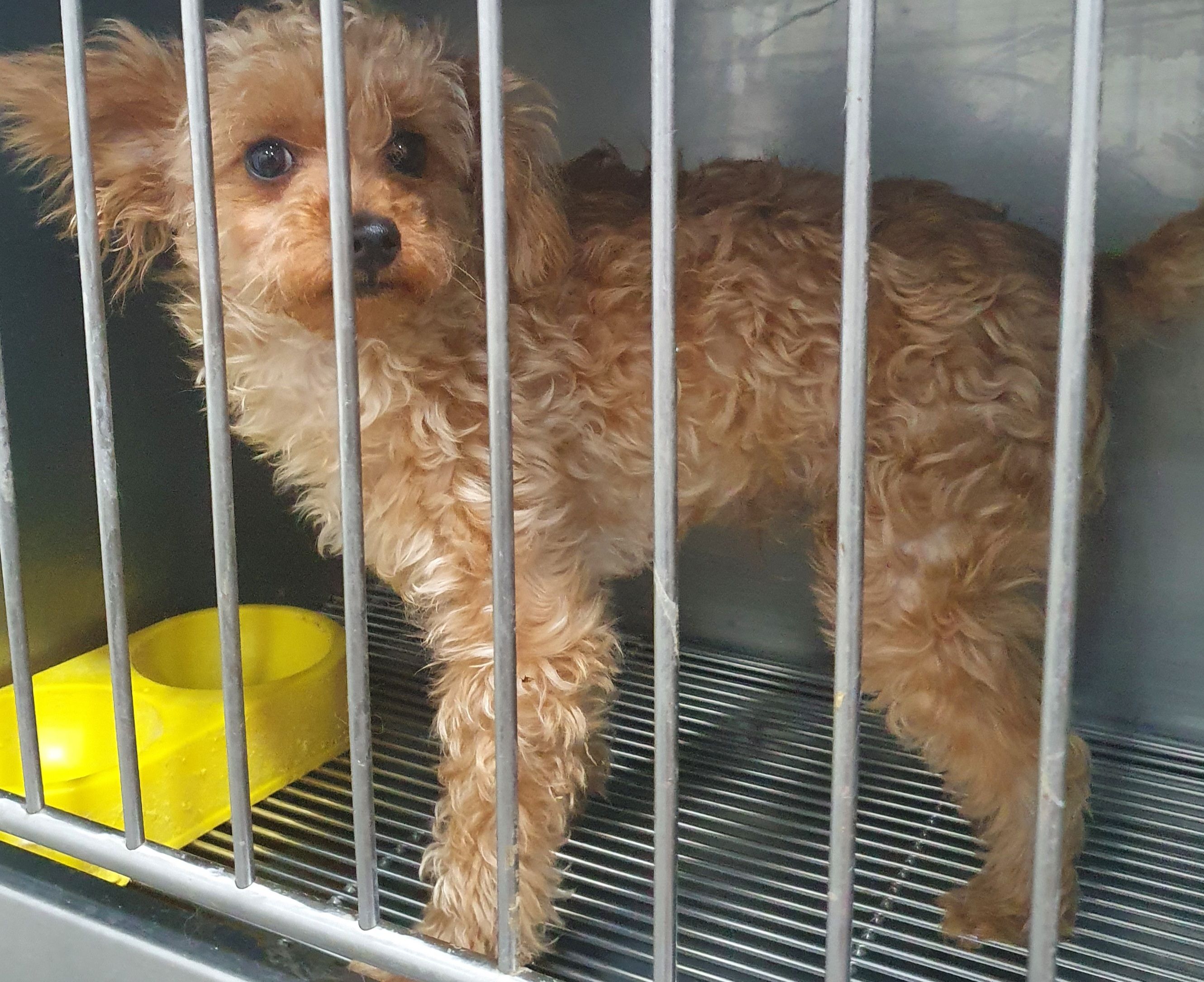 디아크 동물종합병원_411320202500206
