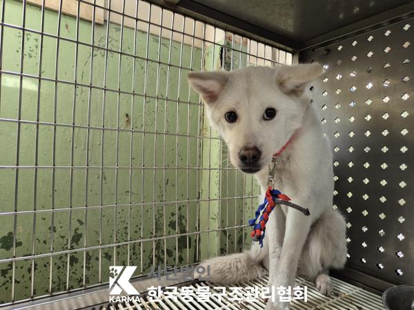 한국동물구조관리협회_411304202500210