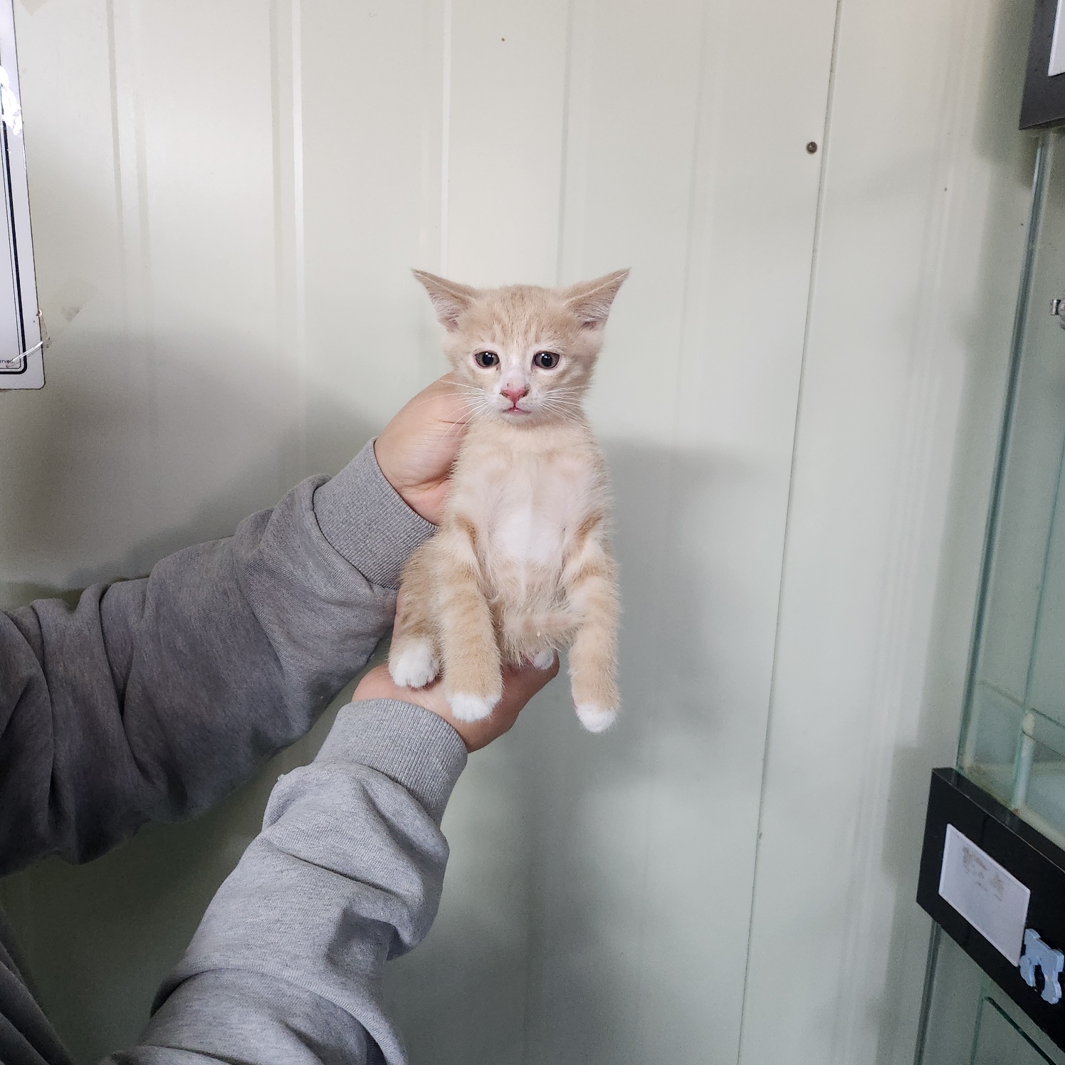 보호중 한국 고양이…