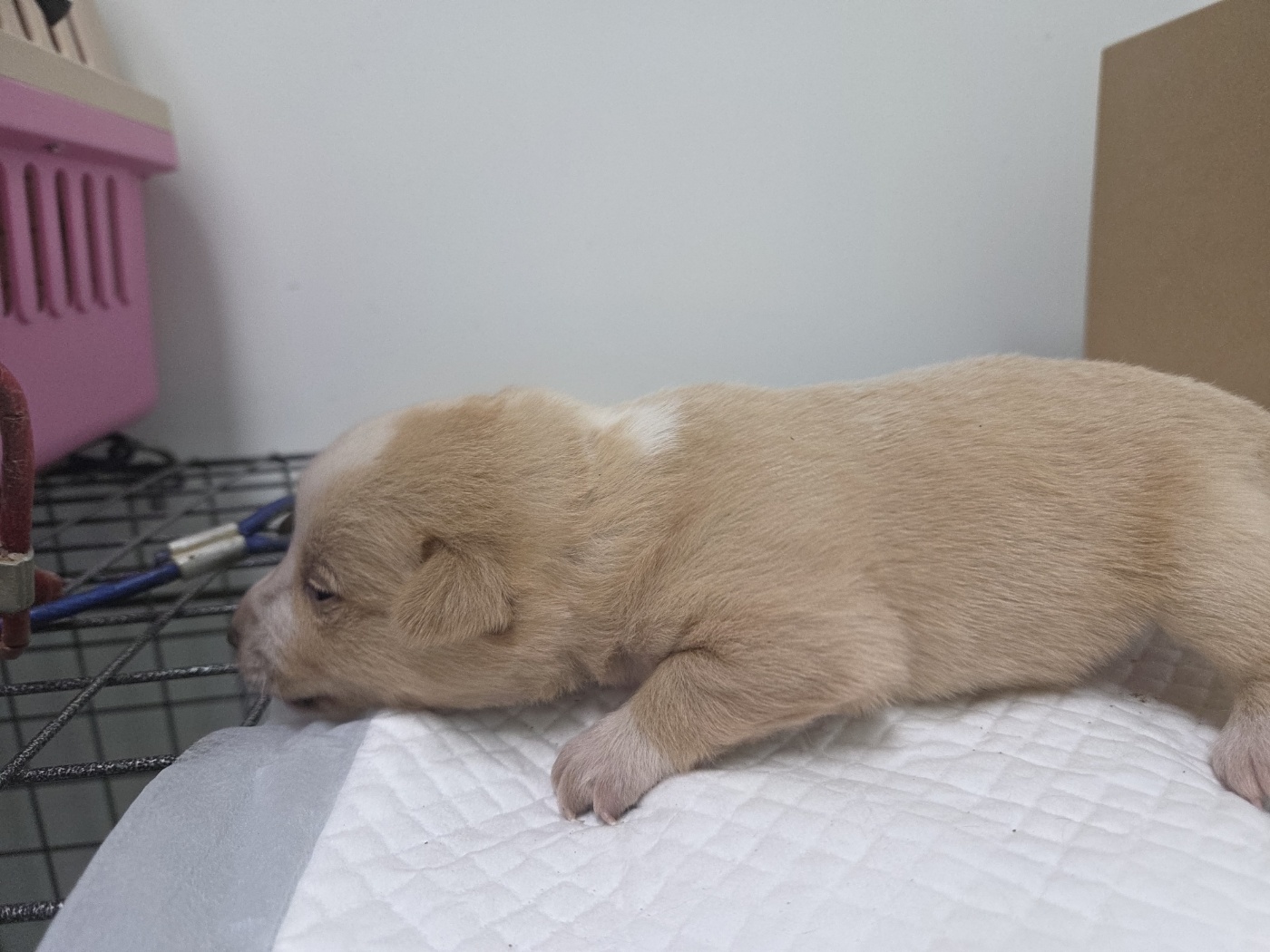 고양시동물보호센터_441394202500841