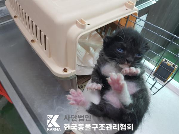 한국동물구조관리협회_441409202500635