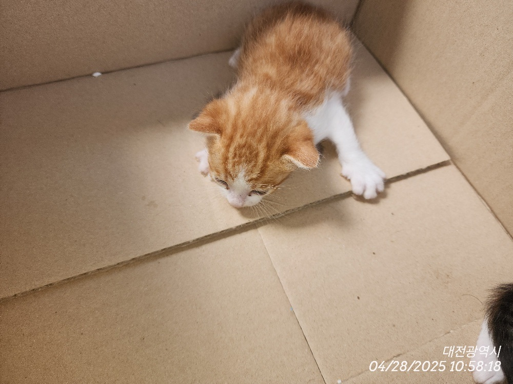 대전동물보호센터_430364202500092