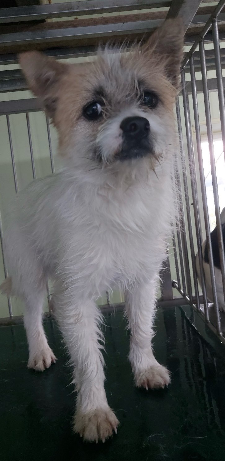 보령시유기동물보호소_444451202500451