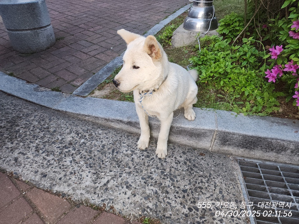 보호중 진도견의 가…